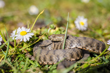 Snake,viper