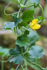 Melon