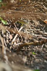 Eidechse