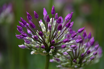 Flower of wild onion