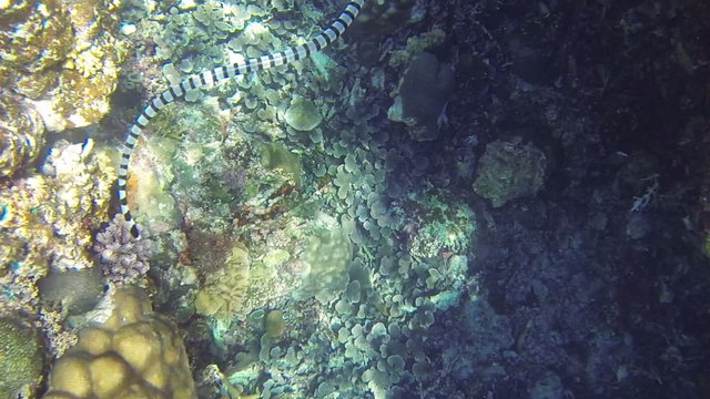 Sea snake on coral reef