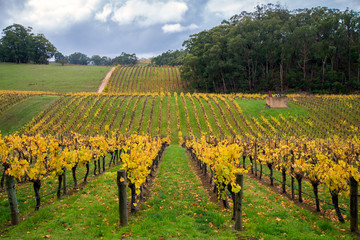 Fototapeta na wymiar Colorful vineyard in autumn