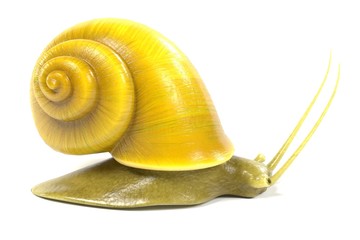 3d render of apple snail © bescec