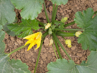 Home grown garden courgettes, zucchini, plant.