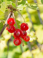 Redcurrant berries on bush.