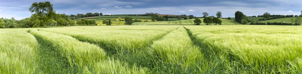 Foto auf Acrylglas Land Panorama eines Weizenfeldes im Frühjahr