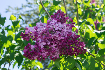 Lilac selective focus