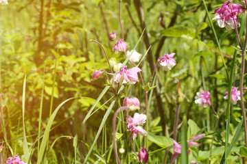 wild field flowers in the garden grass summer