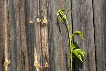 background of the old vintage wood with wild grapes curly ivy