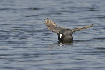 Blässhuhn während der Balz