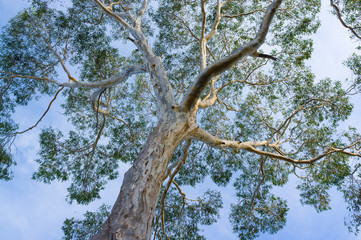 Canopy of big Australian Eucalyptus tree