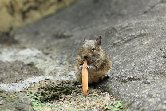 degu  octodon