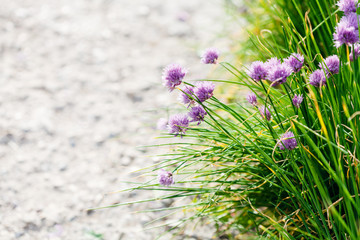 grass and pink chives flowers on edge of pathway