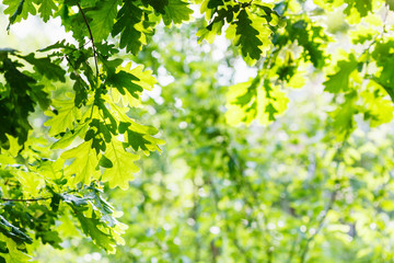 Fototapeta na wymiar green oak foliage in summer sunny day