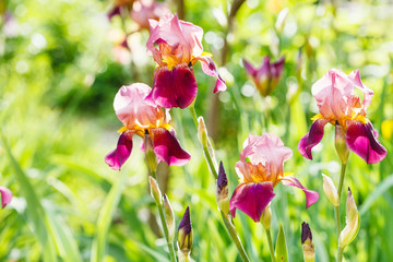 tall bearded iris flowers on lawn