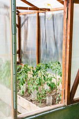 small greenhouse with tomato bushes
