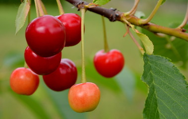 cherries