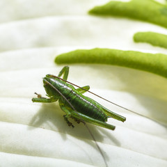 grasshopper on white leaf of Funkia plant