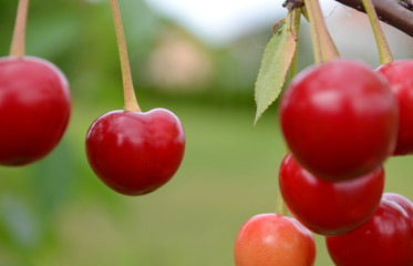 cherries