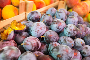 Heap of fresh organic plums /Fresh fruits on the market