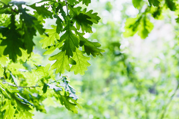 Naklejka premium green oak leaves in summer rainy day