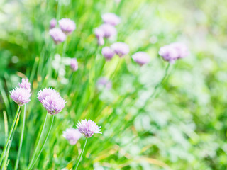 Obraz na płótnie Canvas pink flowers of chives herb on green summer lawn