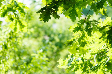 green oak leaves in summer sunny day