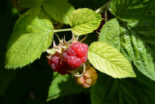raspberry bush