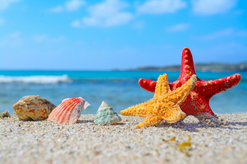 Fototapeta na wymiar starfish and shells by the sea
