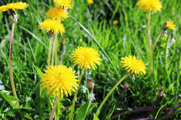 Several blossoming yellow dandelions