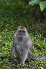 Long-tailed Macaque ( Macaca fascicularis)buddha-cave,Thailand, Asia