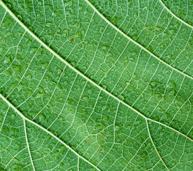 Water drops on a green teak leaf
