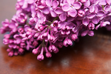 beautiful cut lilac flowers laying on a table