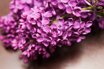 beautiful cut lilac flowers laying on a table
