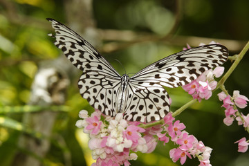 Fototapeta na wymiar Blue and black Clipper, butterfly,Phuket,Thailand.