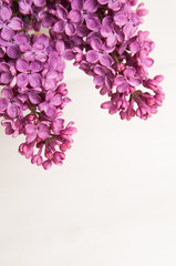 purple lilac against a white background