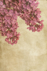 beautiful purple lilac flowers with parchment paper texture
