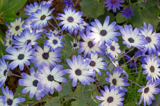 Group of flowers senetti in the garden in summer in Poland.