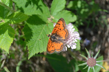 butterfly