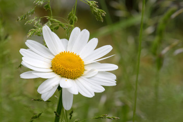 Obraz premium Oxeye daisy