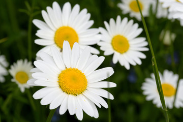 Obraz na płótnie Canvas Oxeye daisy