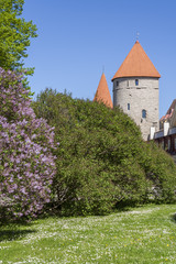 Fototapeta premium Medieval Towers In Tallinn City