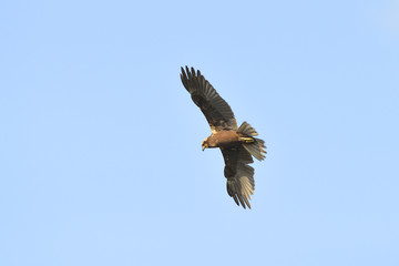 Weibchen der Rohrweihe