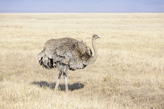 Ostrich (Struthio camelus) onsavanna, Ngorongoro crater, Tanzania.