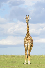 Obraz premium Giraffe (Giraffa camelopardalis) on savanna, Serengeti National Park, Tanzania.