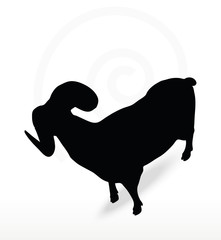 big horn sheep  silhouette in twist head  pose
