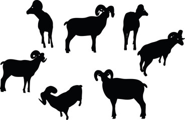 big horn sheep  silhouette in twist head  pose
