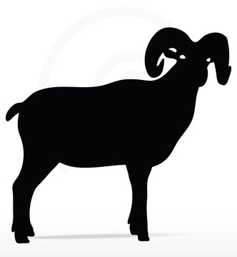 big horn sheep  silhouette in twist head  pose
