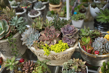  Miniature succulent plants