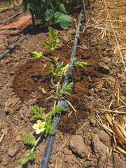watermelon plant in flower with drip irrigation
